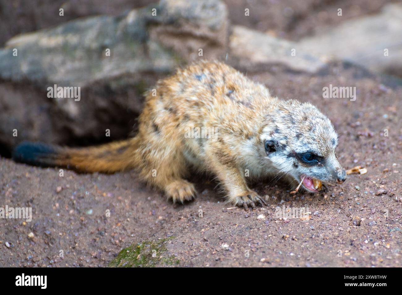 Ein junger Erdmännchen frisst ein Insekt Stockfoto