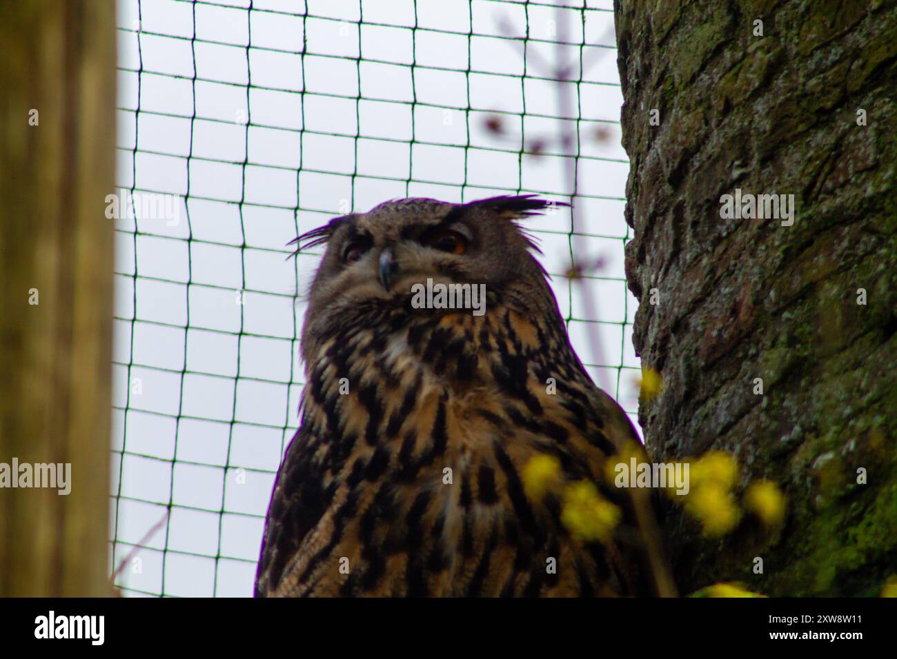 Eine Großaufnahme einer majestätischen Eule, die auf einem Baum thront und ihr markantes Gefieder und ihren intensiven Blick zeigt. Der Hintergrund enthält ein Netz und Baumrinde, hinzufügen Stockfoto