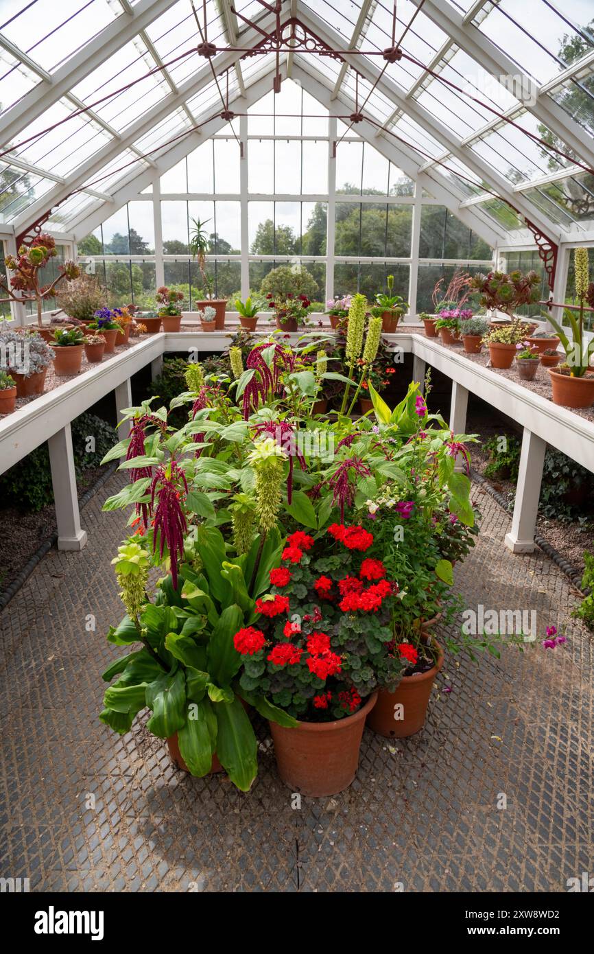 Im Sommer wurden Pflanzen in einem kleinen Gewächshaus in Quarry Bank Gardens, Styal, Cheshire, England, gepflanzt. Stockfoto