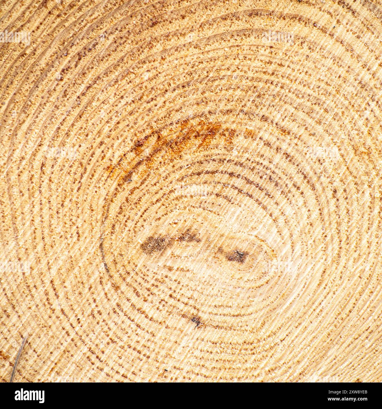 Querschnitt durch einen Baumstamm Stockfoto