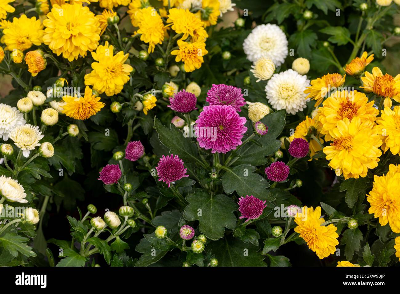 Chrysanthemenblüten blühen. Gartenmutter, Gartenarbeit, Herbst- und Herbstsaison. Stockfoto