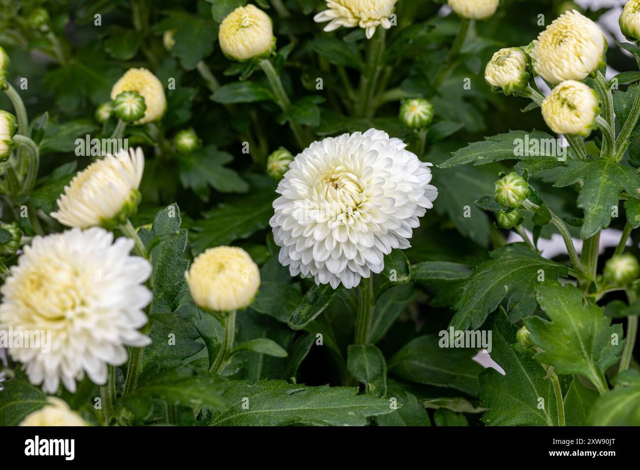 Weiße Chrysanthemenblume blüht. Gartenmutter, Gartenarbeit, Herbst- und Herbstsaison. Stockfoto
