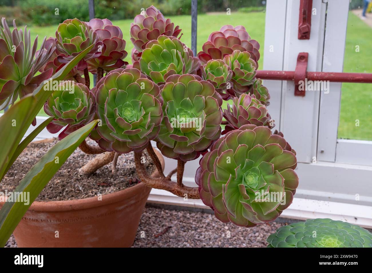 Eine reife Aeoniumpflanze, die in einem Terrakotta-Topf in einem Gewächshaus wächst. Stockfoto