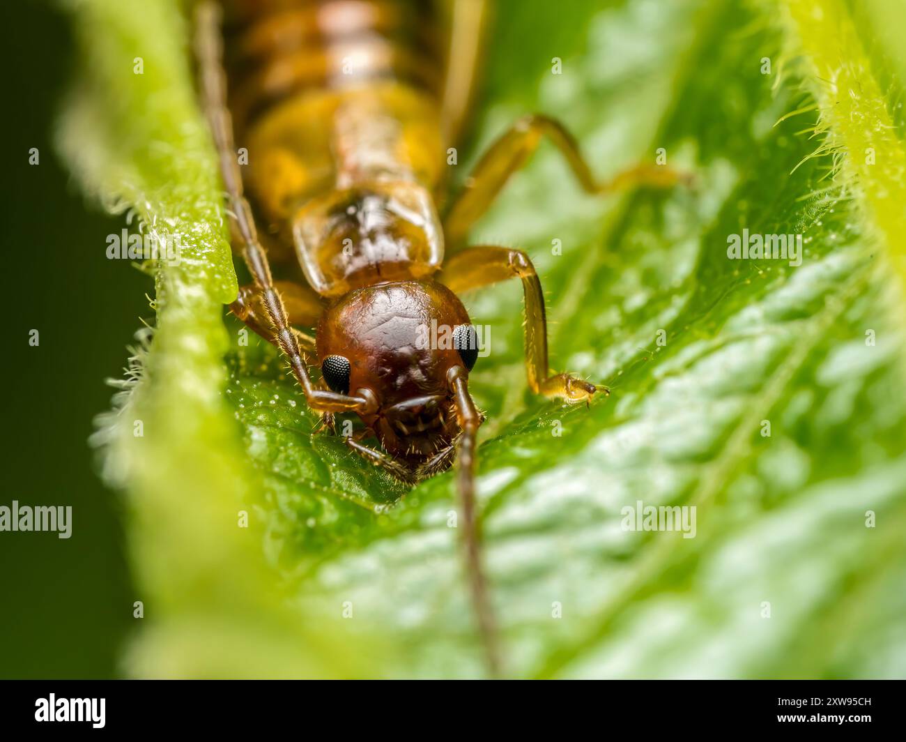 Nahaufnahme eines gewöhnlichen Ohrmuschels, der sich im Pflanzenblatt versteckt Stockfoto