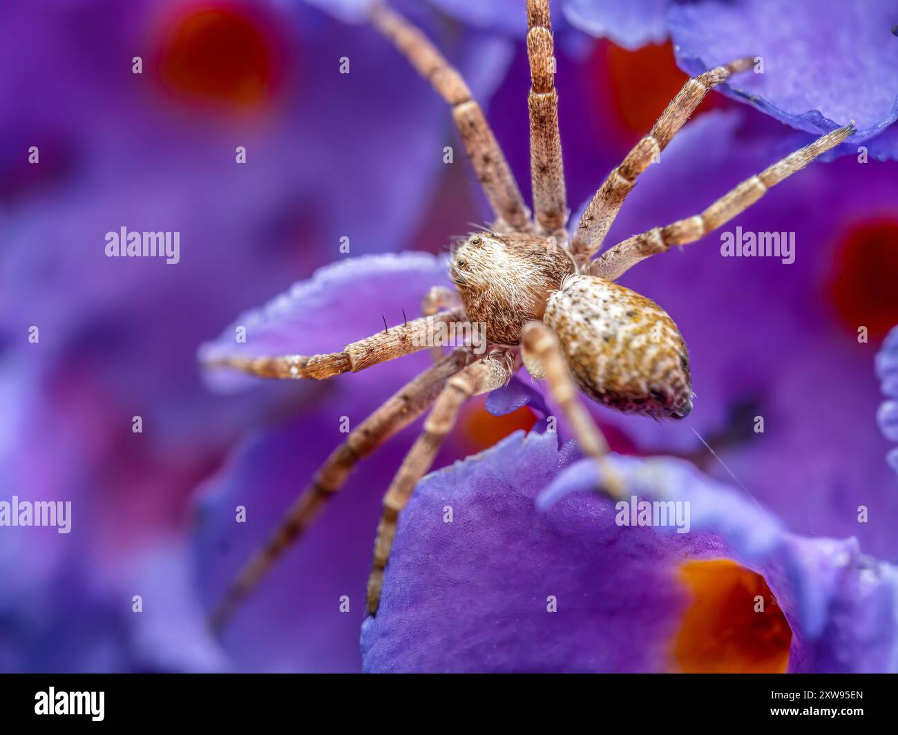 Nahaufnahme von Rasenspinne, die zwischen violetten Blütenblättern lauert Stockfoto