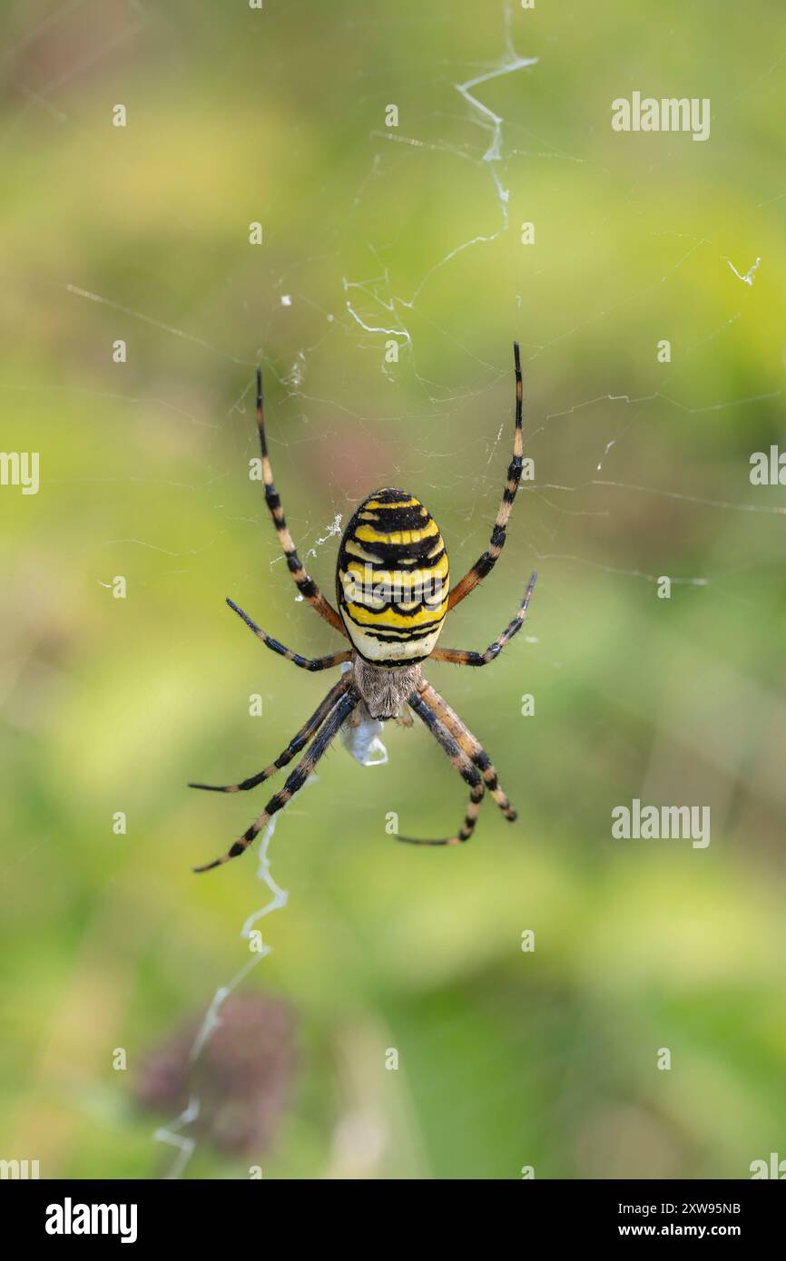 Eine Wasp Spider Argiope bruennichi in typischer Webpose, die auf Beutegegenstände wartet, North Norfolk, Großbritannien Stockfoto