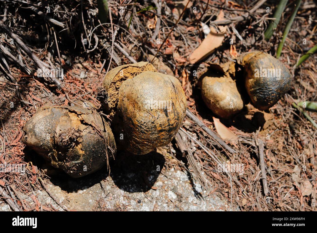 Der Dyeballpilz oder Pisolithus arrhizus ist in Großbritannien selten, aber in Südeuropa häufiger. Diese wird traditionell als Farbstoffquelle verwendet Stockfoto