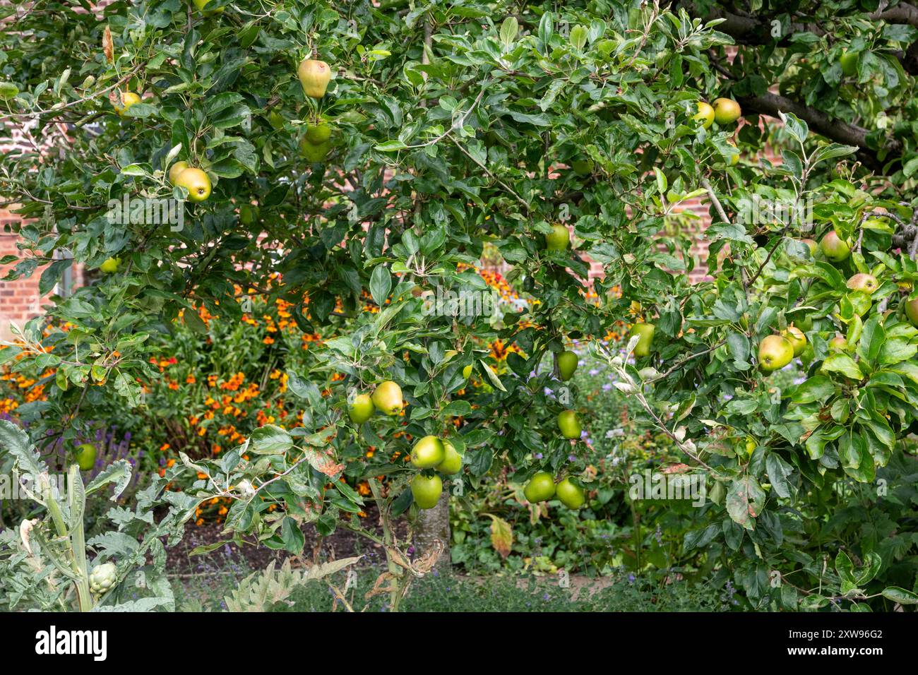 Apfelbäume mit viel Spätsommerfrüchten in den Quarry Bank Gardens, Styal, Cheshire, England. Stockfoto