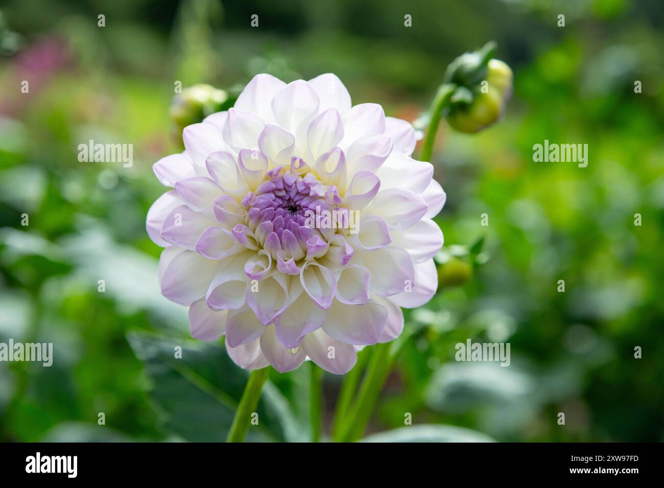 Wunderschöne Dahlien mit weißen Blüten, die mit hellem Flieder getönt sind. Stockfoto