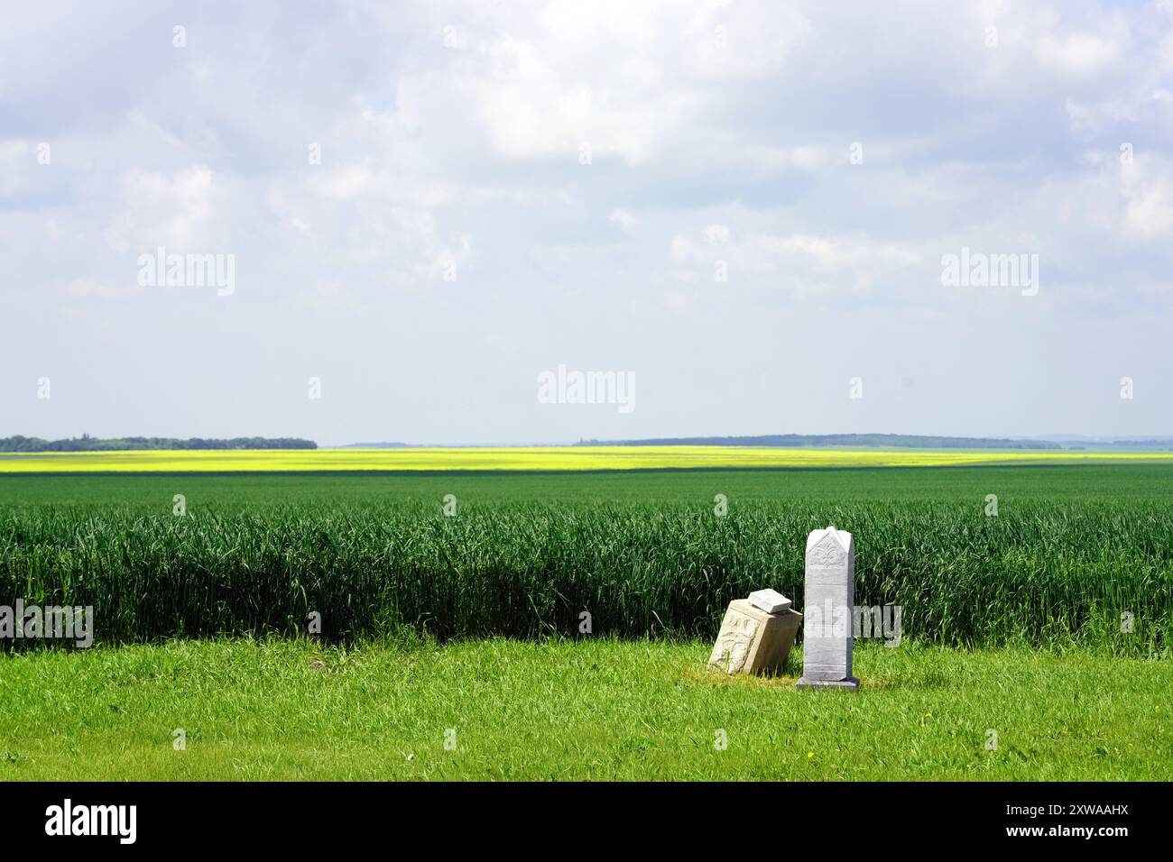 Grabsteine auf einem alten Friedhof mit Getreidefeldern im Hintergrund Stockfoto