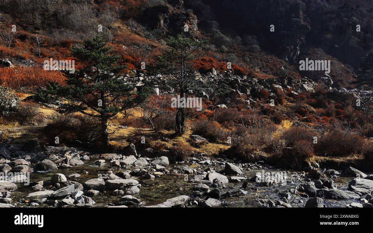 Wunderschöner Gebirgsbach, der durch den Alpenwald im Osten von sikkim fließt, Abenteuer durch das abgelegene Hochland des himalaya, indien Stockfoto