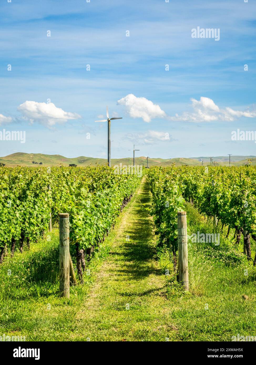 Hawke's Bay, Neuseeland - Weinberg in der Hawke's Bay Region, berühmt für seine Kiesböden, die denen von Bordeaux sehr ähnlich sind. A breit Stockfoto