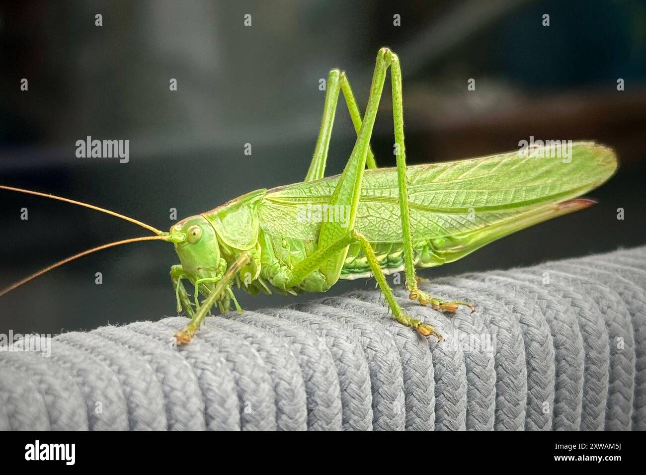 Gruenes Heupferd, Grasshuepfer, Heuschrecke. *** Grasshopper, Grasshopper, Grasshopper Stockfoto