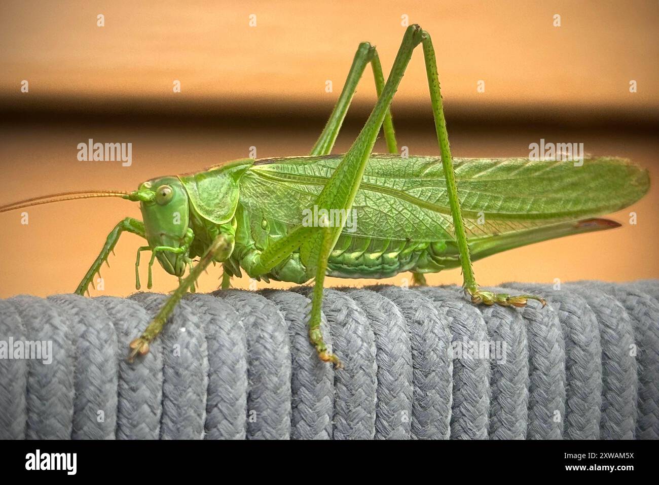 Gruenes Heupferd, Grasshuepfer, Heuschrecke. *** Grasshopper, Grasshopper, Grasshopper Stockfoto