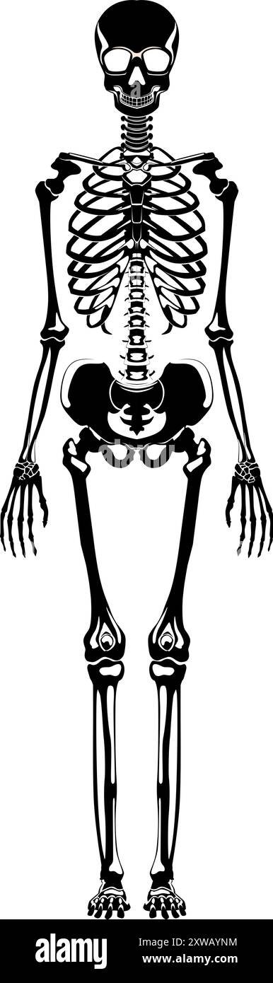 Schwarze Skelett-Silhouette. Menschliche Knochen. Medizinische Illustration Stock Vektor