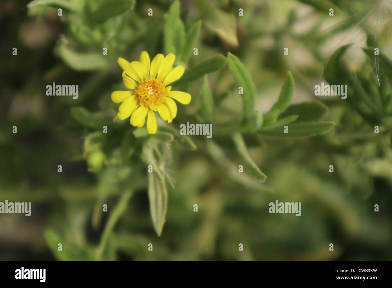 Falsche yellowhead (Dittrichia viscosa) Plantae Stockfoto