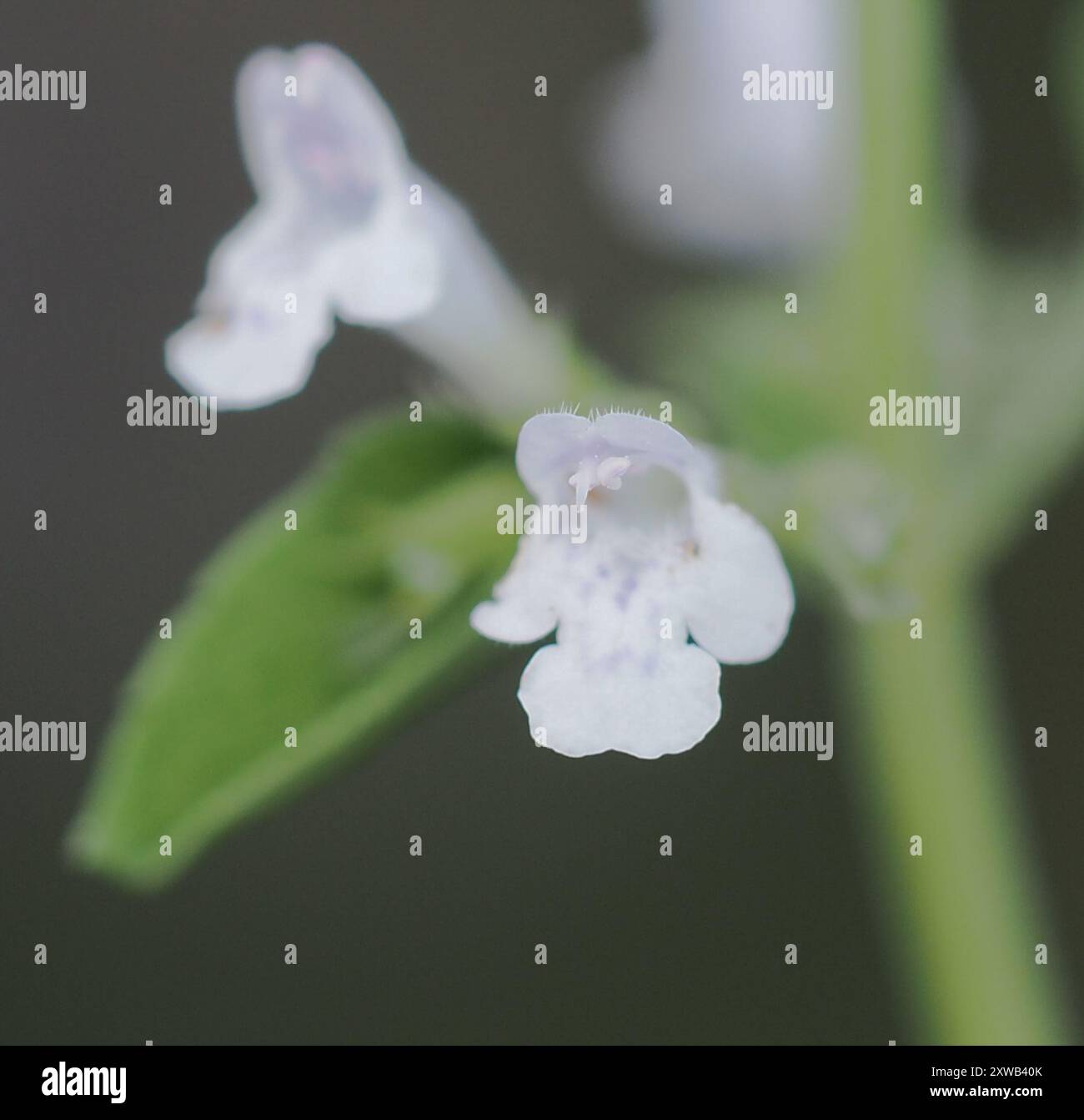 Weniger Calamint (Clinopodium nepeta) Plantae Stockfoto