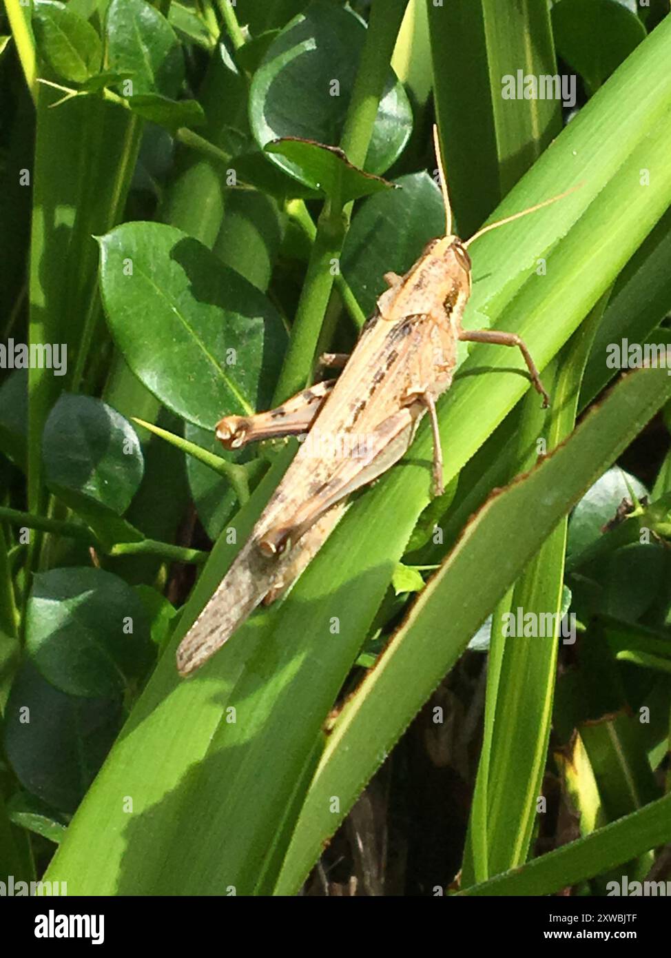 Grauer Vogel Grasshopper (Schistocerca nitens) Insecta Stockfoto