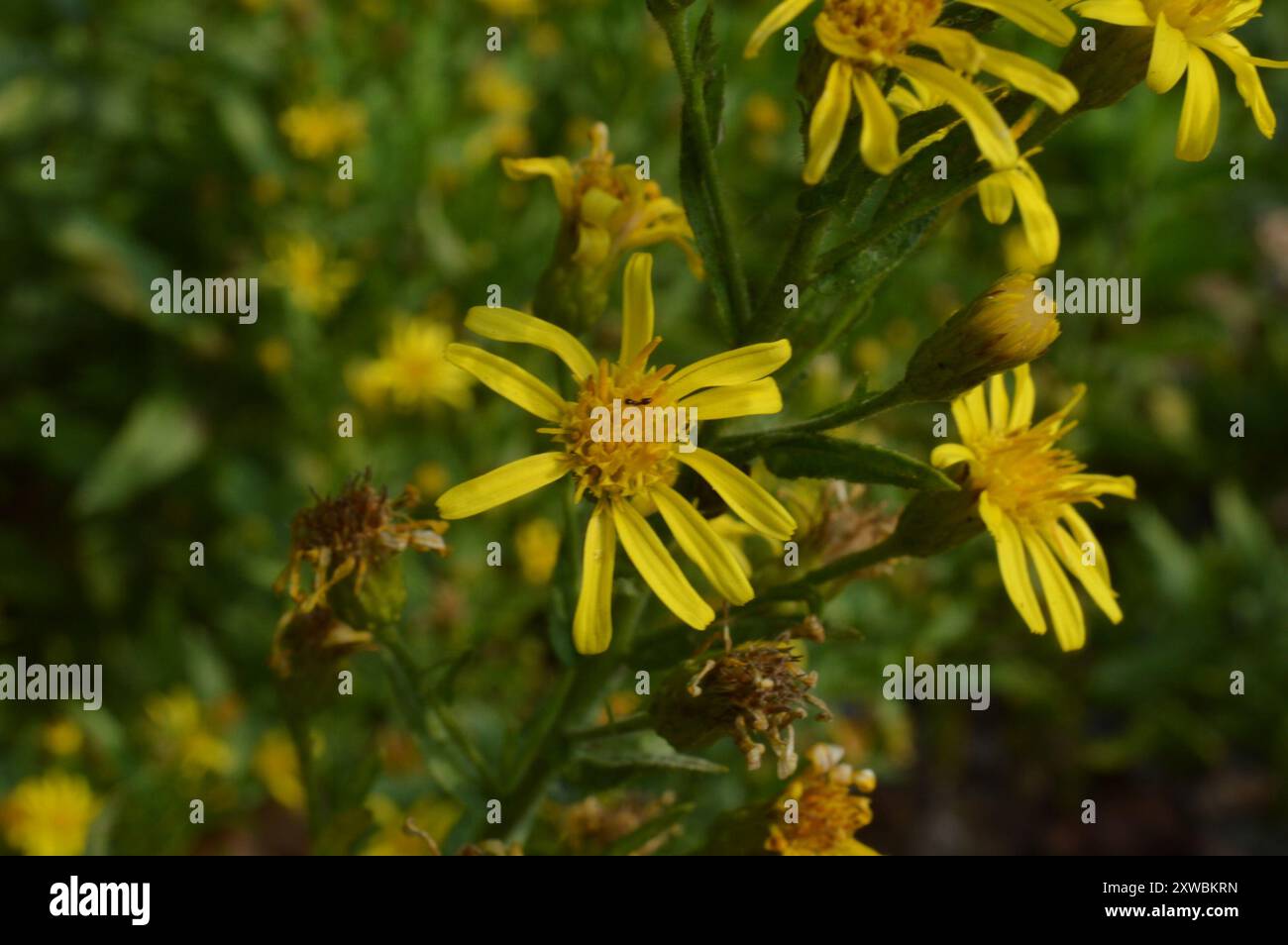 Falsche yellowhead (Dittrichia viscosa) Plantae Stockfoto