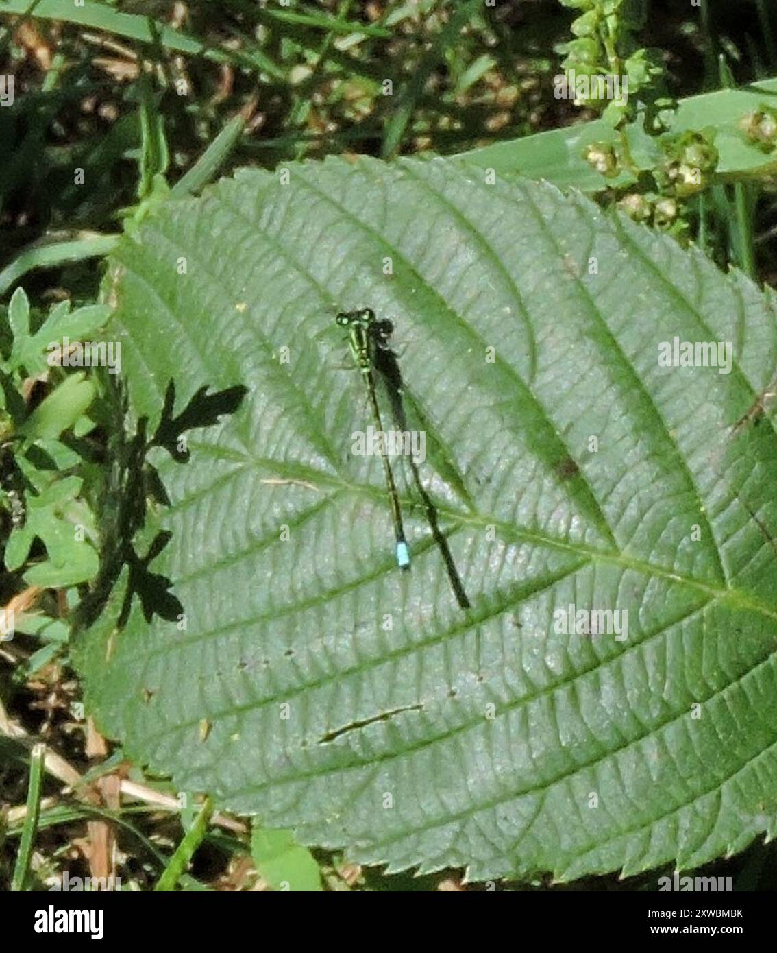 Östlicher Gabelschwanz (Ischnura verticalis) Insecta Stockfoto