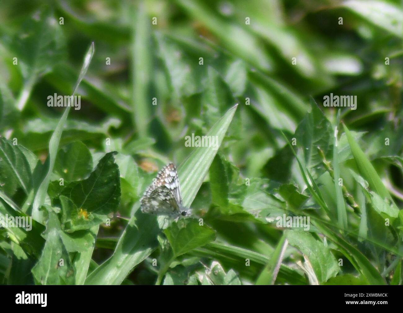 Tropischer karierter Skipper (Burnsius oileus) Insecta Stockfoto