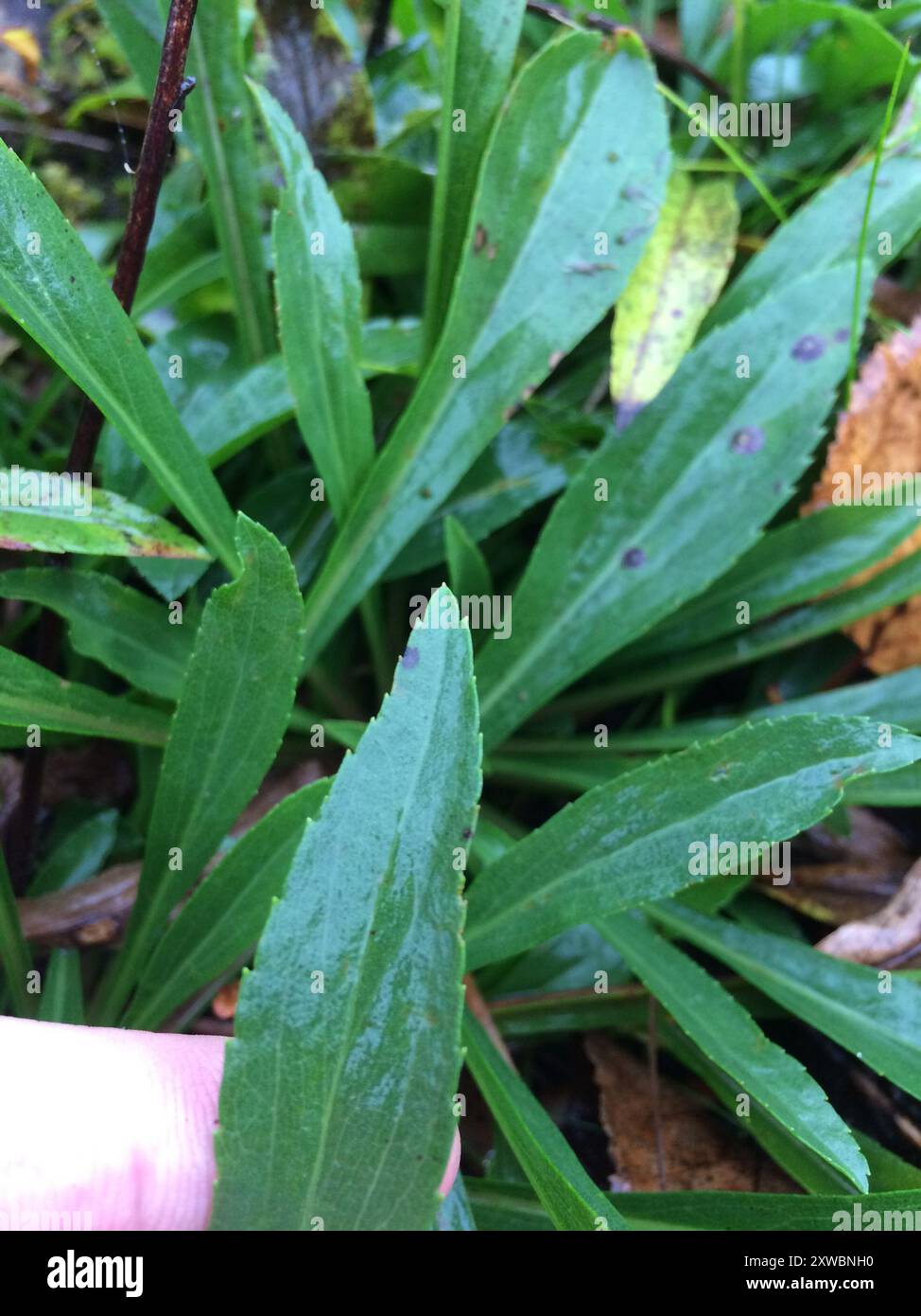 Rands Goldröte (Solidago randii) Plantae Stockfoto