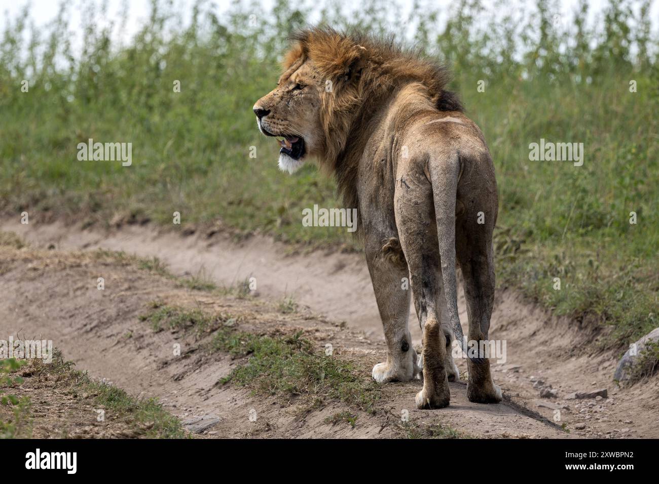 Männlicher Löwe, auf der Spur, guckend, Zentral-Serengeti-Ebenen, Tansania Stockfoto