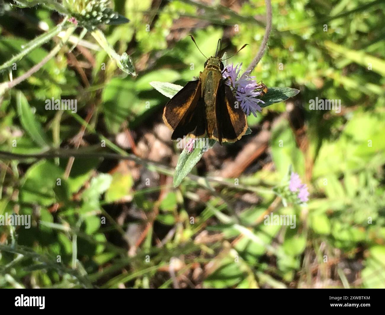 Southern Broken Dash (Polites otho) Insecta Stockfoto