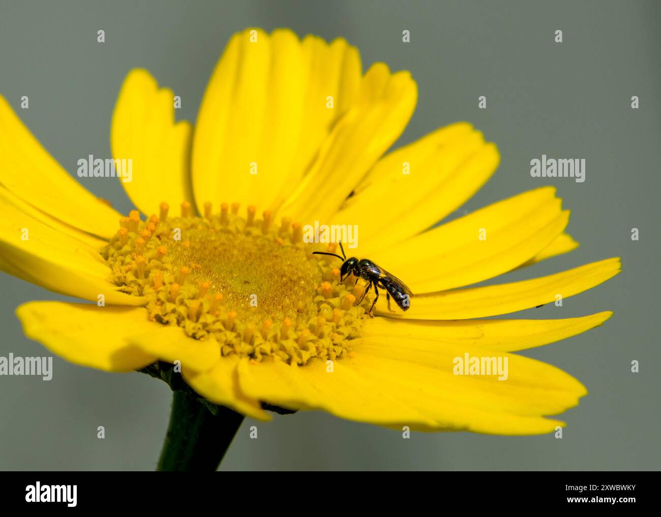 Lasioglossum-Arten-Biene auf gelber Blume Stockfoto