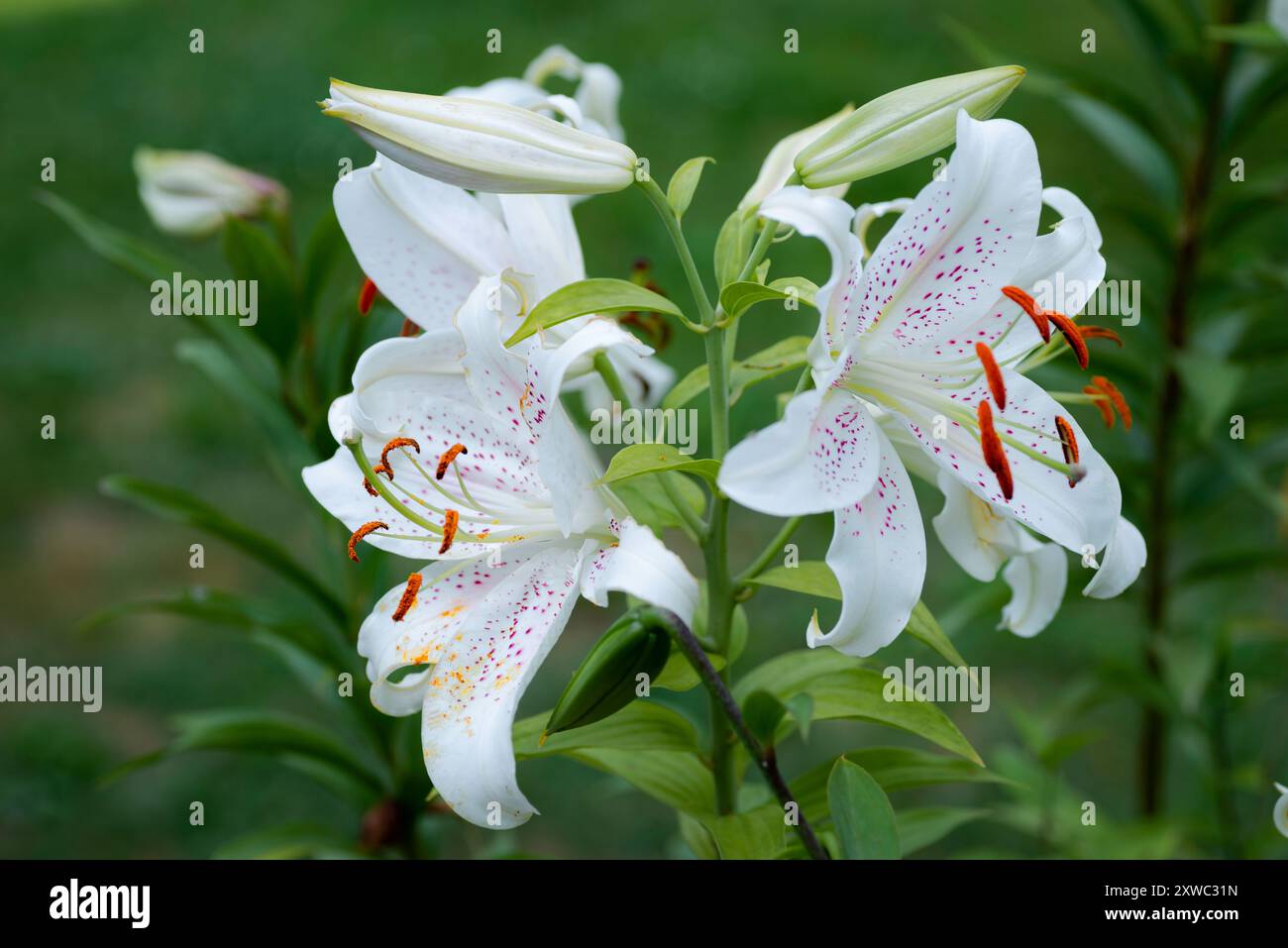 lilium blanc moucheté Rose Muscadet (jardin du ruisseau de l'église 2024) Stockfoto