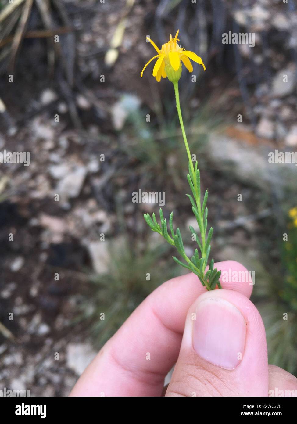 Damianita (Chrysactinia mexicana) Plantae Stockfoto