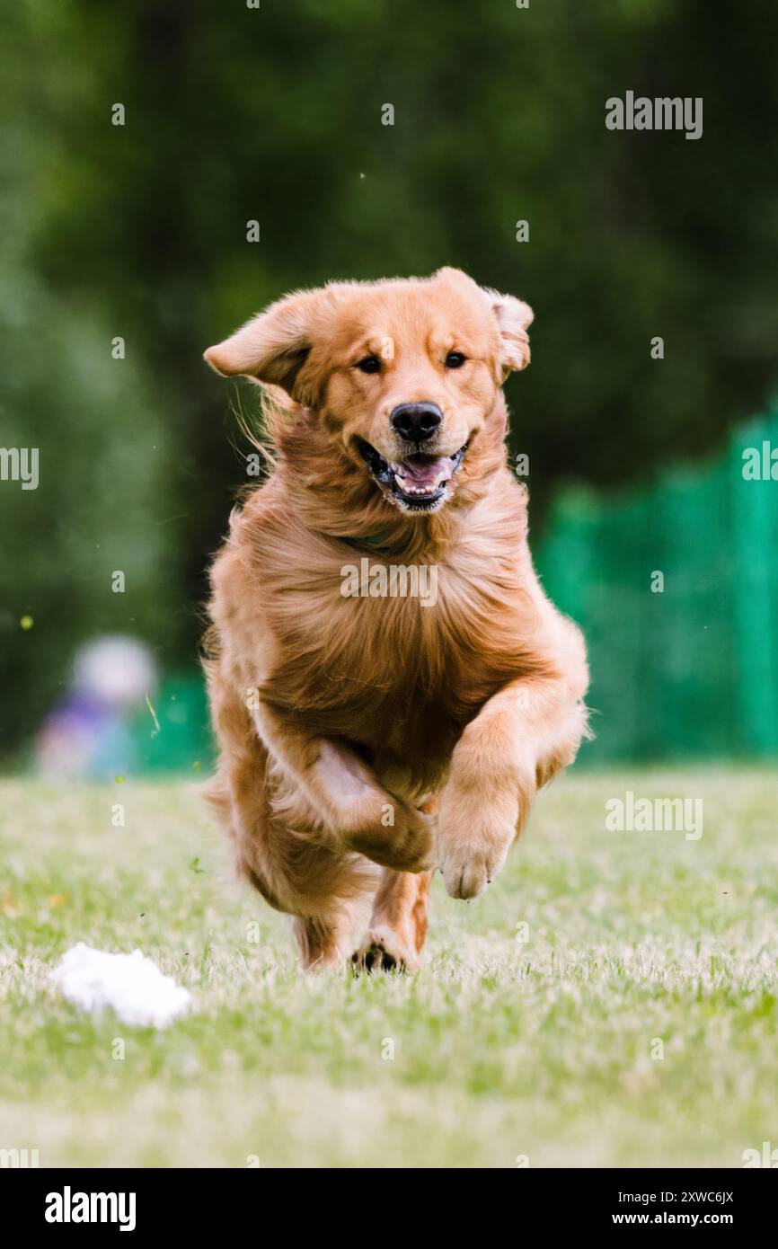 Golden Retriever Hund Running Lure Course Hundesport Stockfoto