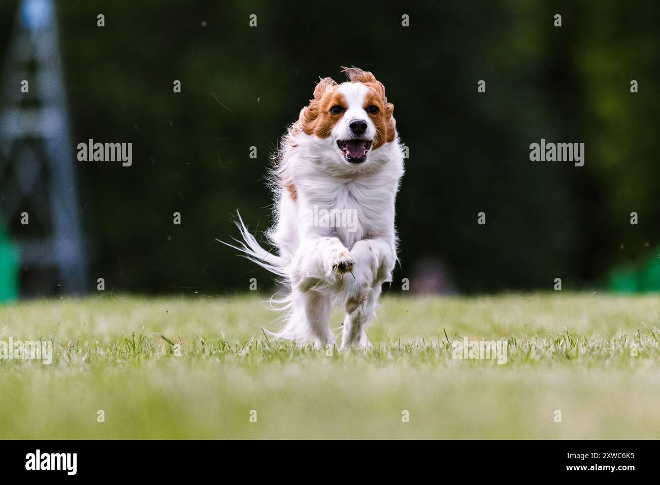 Kooikerhondje Hundeschlittenkurs Hundesport Stockfoto