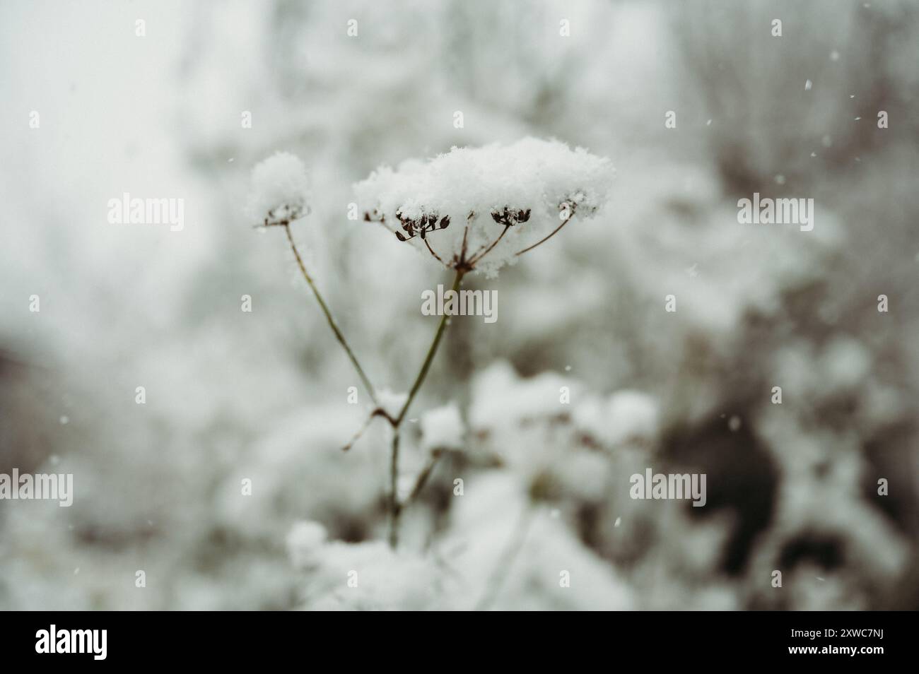 Schneebedeckte Fenchelblumenzweige in einem Wintergarten Stockfoto