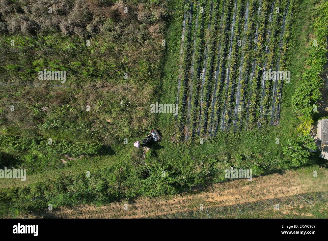 Landwirt, der mit einem Minitraktor Gras neben dem bewirtschafteten Feld mäht Stockfoto