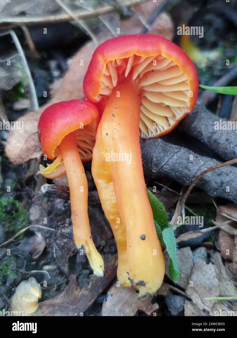 Vermilion-Waxcap-Pilze (Hygrocybe miniata) Stockfoto