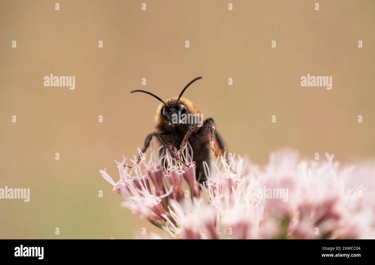 Eine Biene, die auf einer Blume sitzt und Pollen sammelt Stockfoto