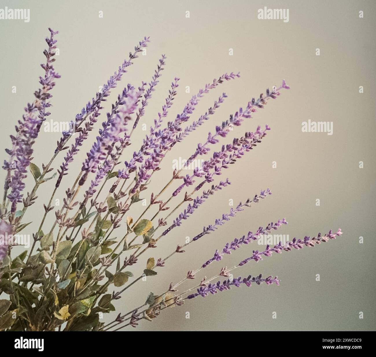 Der englische Lavendel steht vor einem violetten Hintergrund Stockfoto