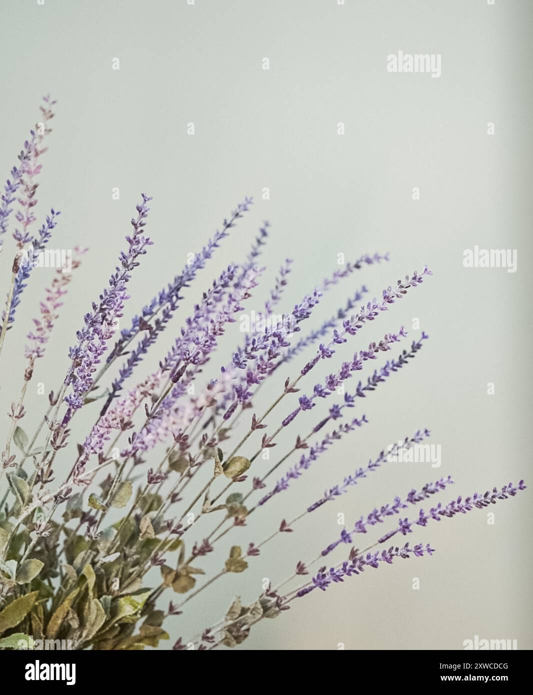 Der englische Lavendel steht vor einem schlichten Hintergrund Stockfoto