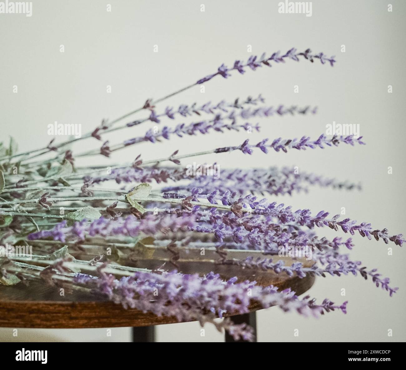 Englische Lavendelstiele auf einem Tisch Stockfoto