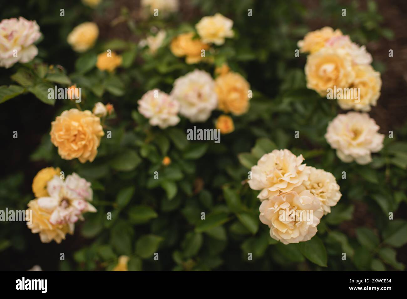 Gelbe Rosen im blühenden Sommergarten vor grünem Hintergrund Stockfoto