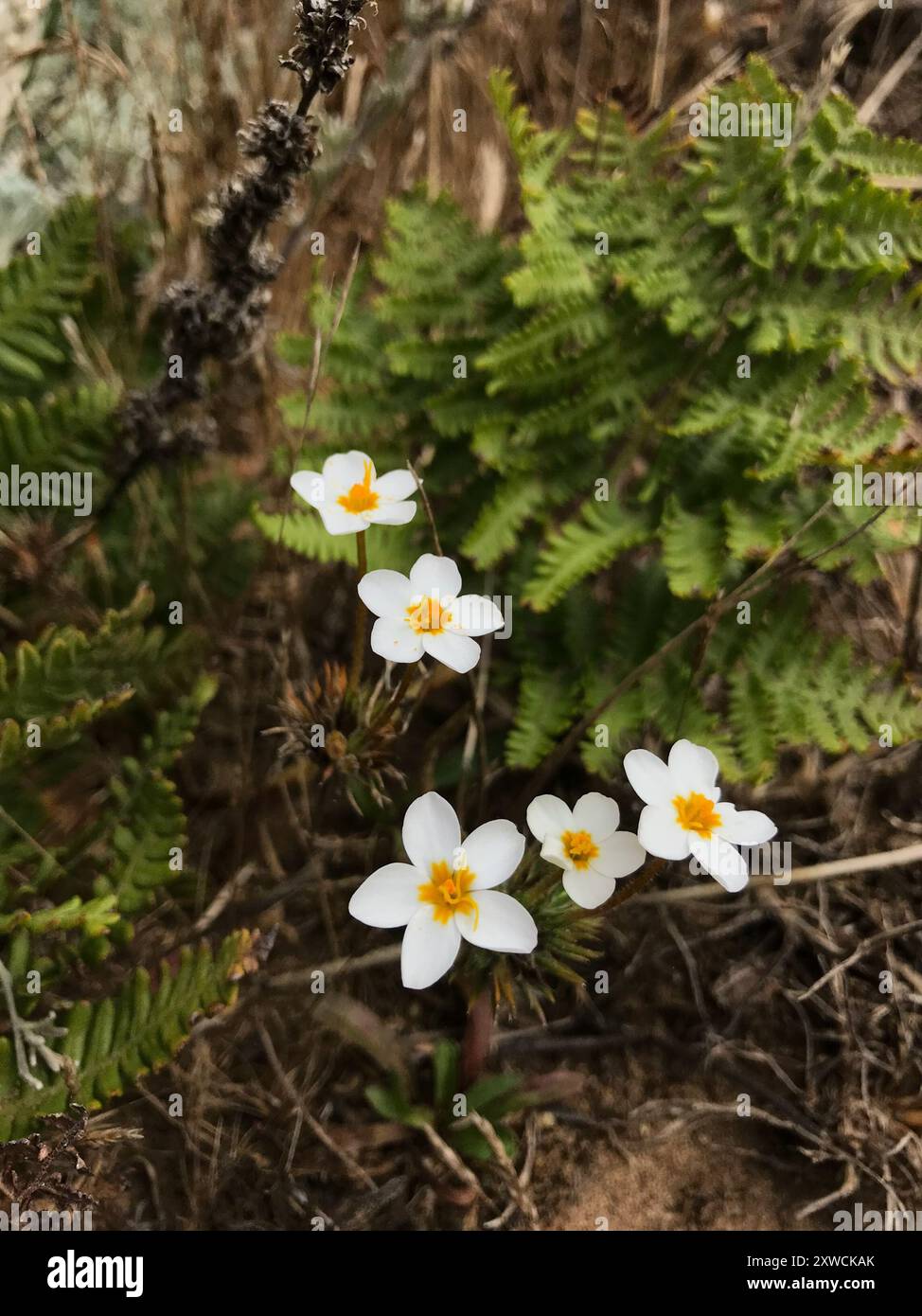 Variable Linanthus (Leptosiphon parviflorus) Plantae Stockfoto