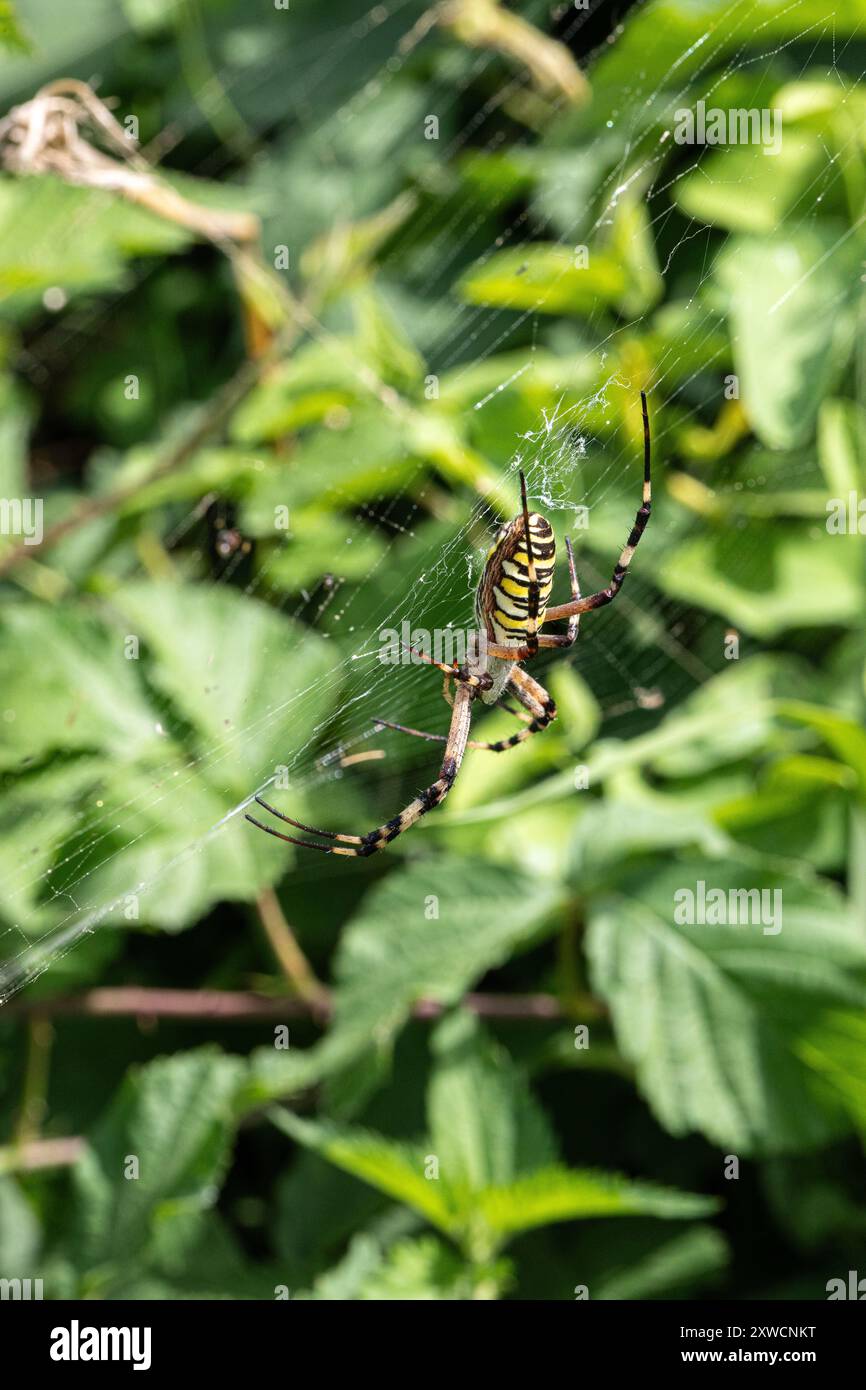 Die große bunte Wespenspinne hängt kopfüber im Netz und wartet darauf, dass Beute gefangen wird Stockfoto