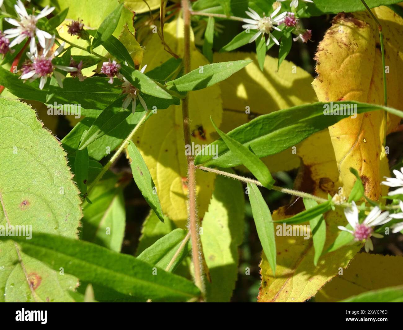 calico Aster (Symphyotrichum lateriflorum) Plantae Stockfoto