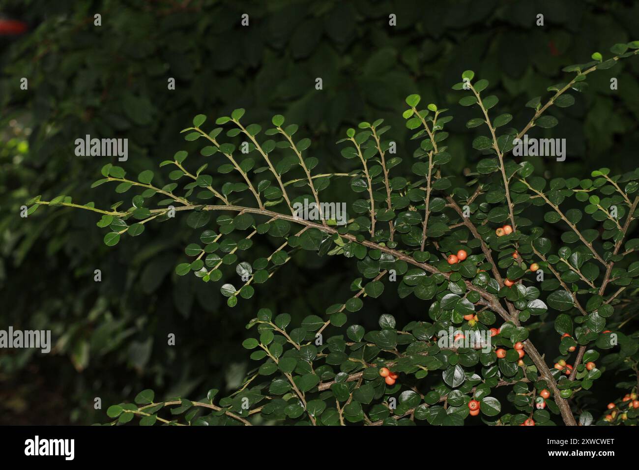 Hjelmqvist's Cotoneaster (Cotoneaster hjelmqvistii) Plantae Stockfoto