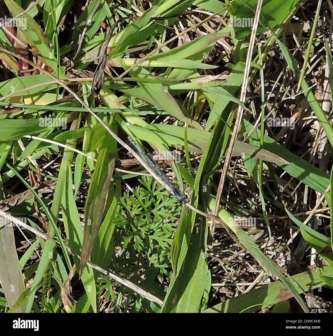 Östlicher Gabelschwanz (Ischnura verticalis) Insecta Stockfoto