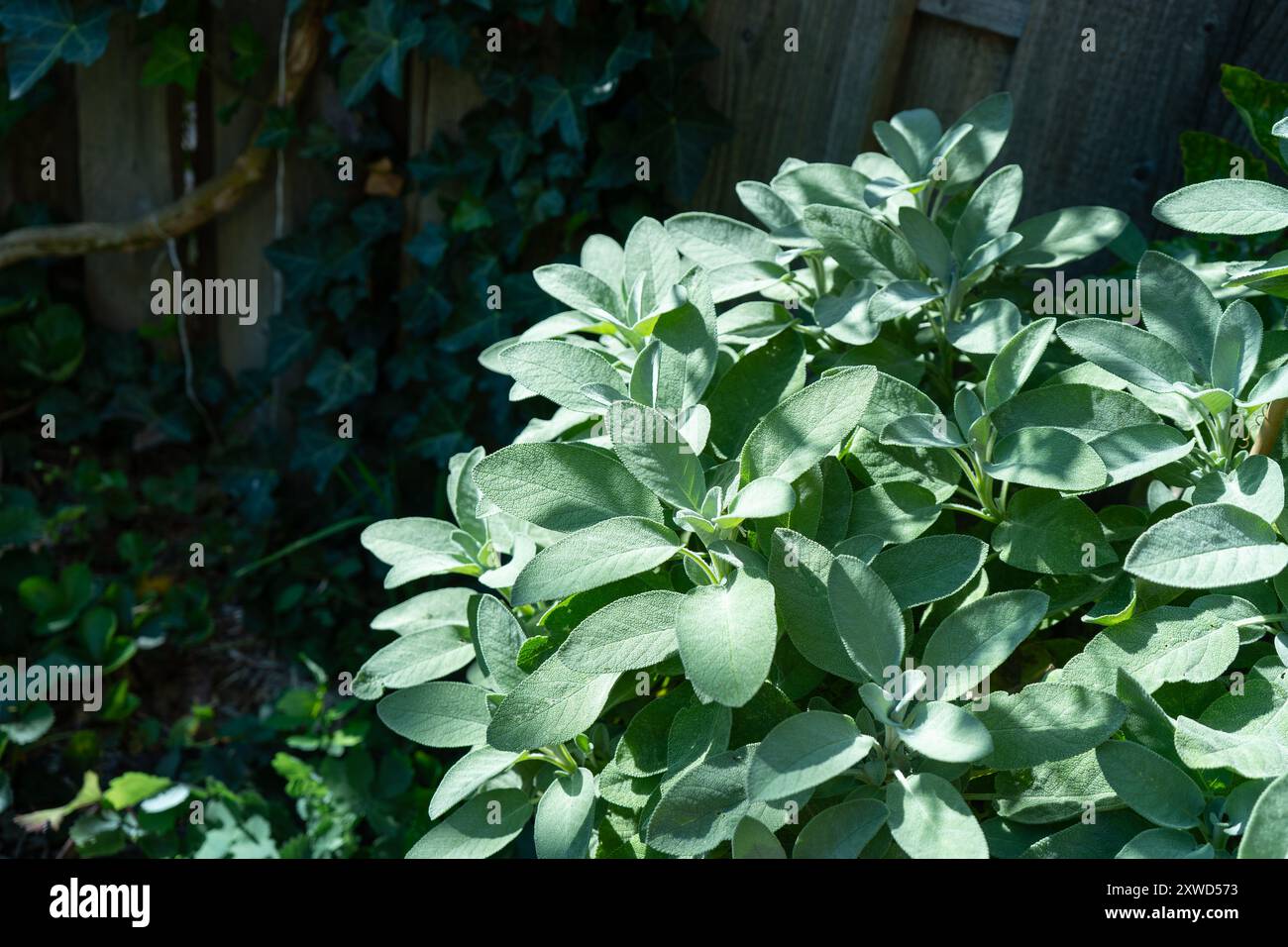 Salbei Pflanzen in einem sonnigen Kräutergarten. Stockfoto