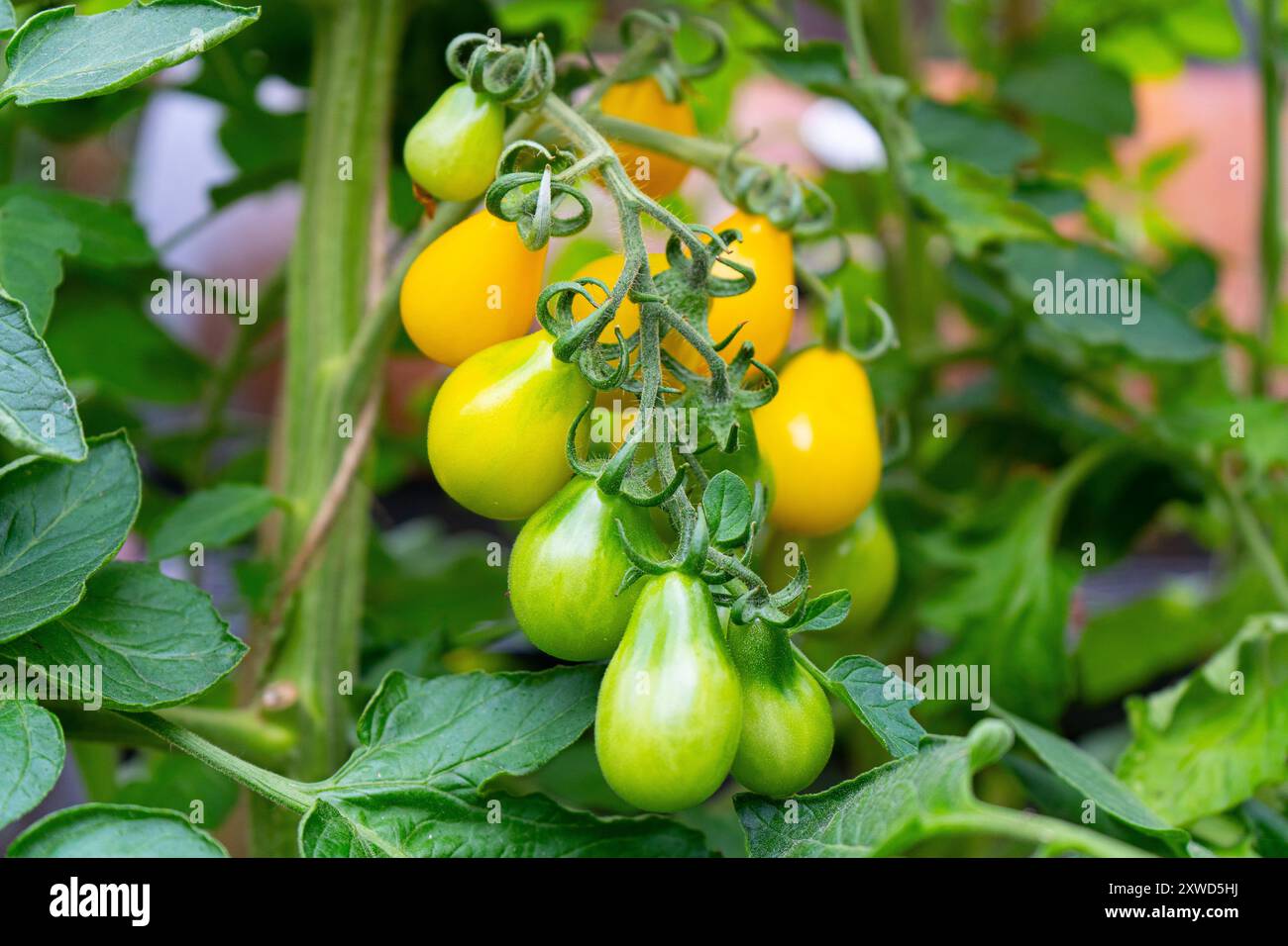 Bunte Tomaten wachsen auf der Weinrebe im Garten Stockfoto