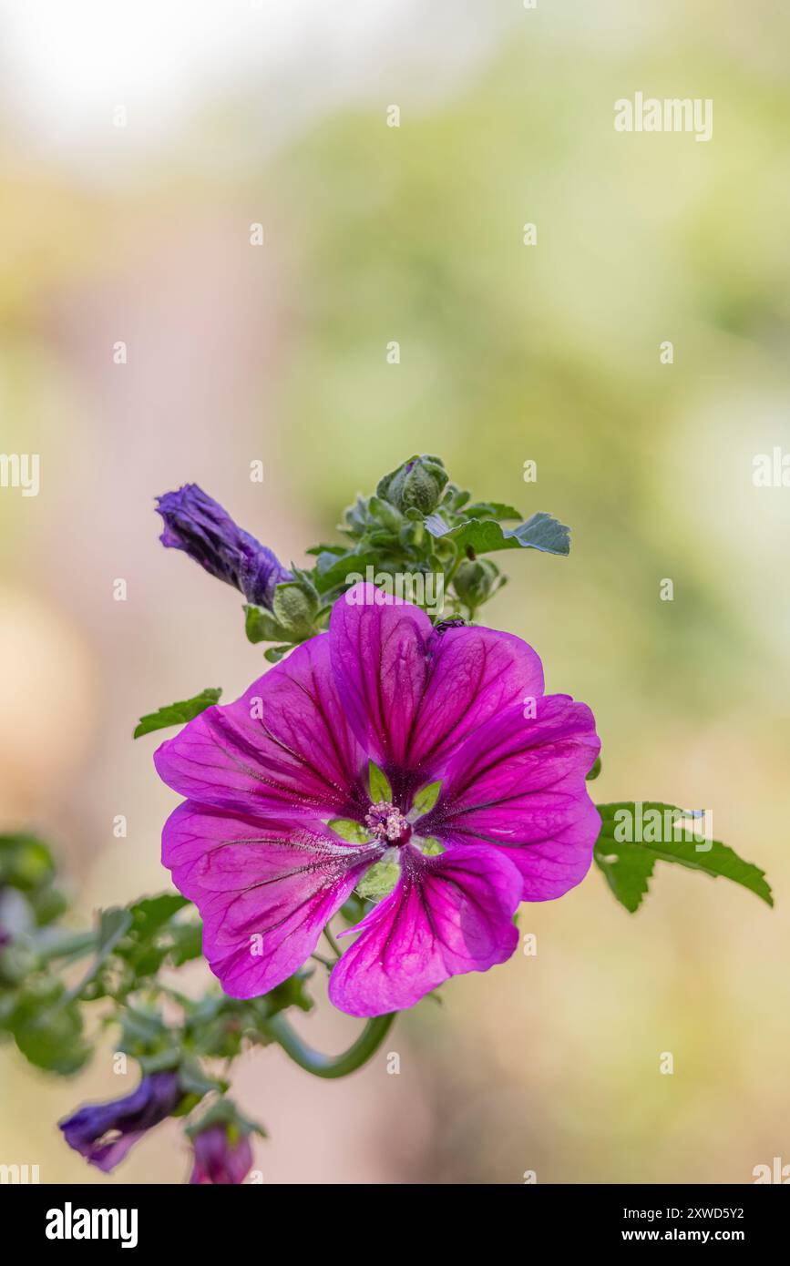 Großaufnahme von Violet Malva sylvestris oder gemeine Malve Blüten. Sehr gute Nektarpflanze für viele Schmetterlinge, Bienen und andere Insekten. Stockfoto