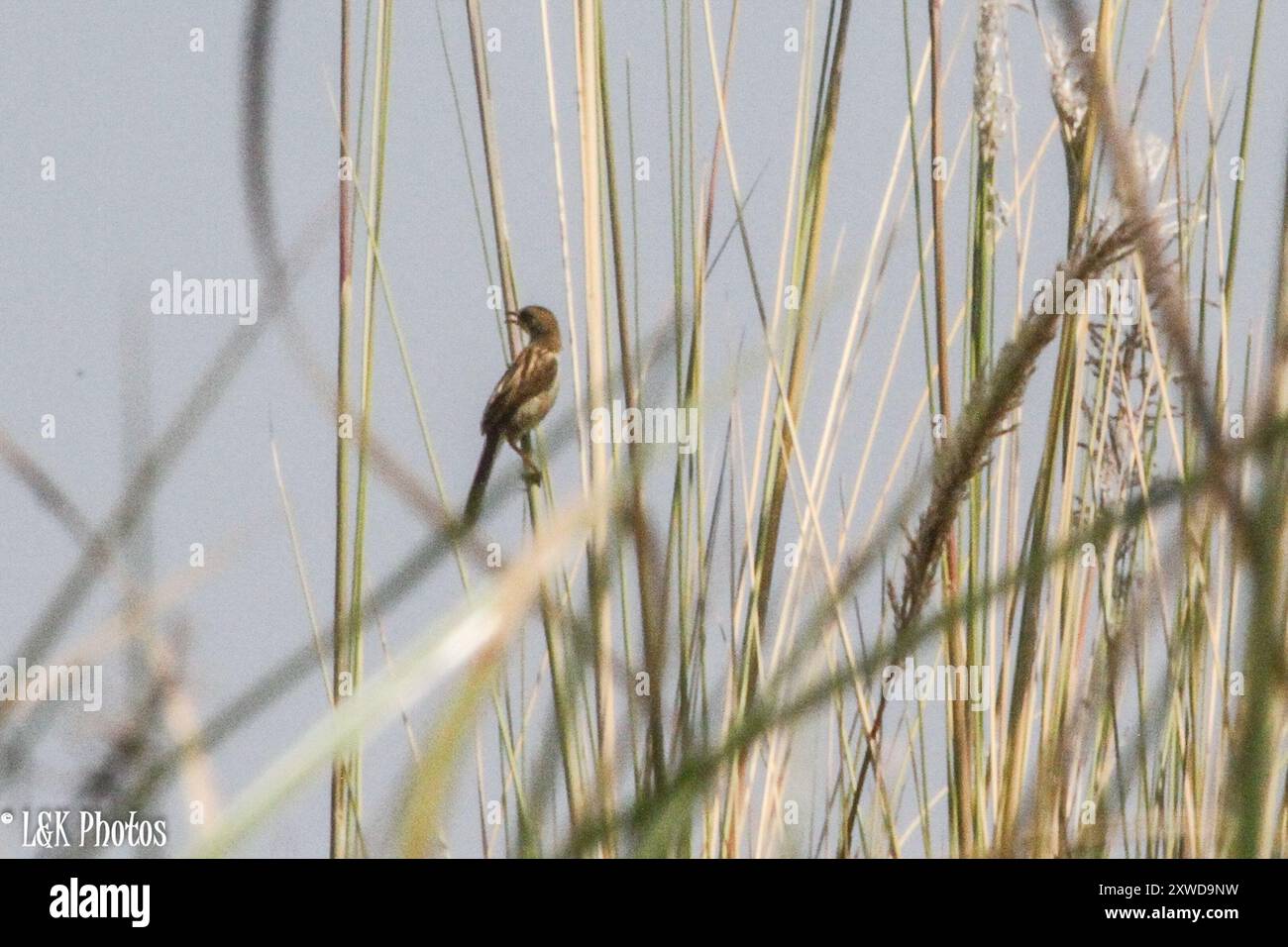 Cisticolas and allilies (Cisticolidae) Aves Stockfoto